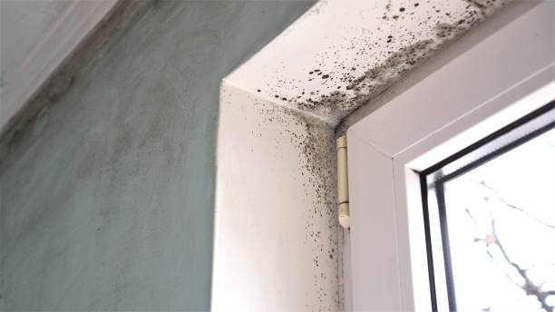 Best Attic Mold Removal  in Newcomerstown, OH