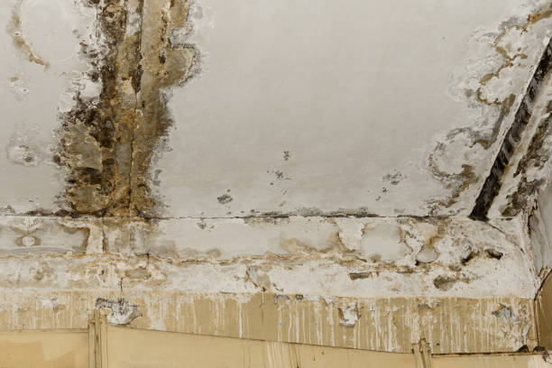 Newcomerstown, OH Mold Inspection, Removal & Remediation Company