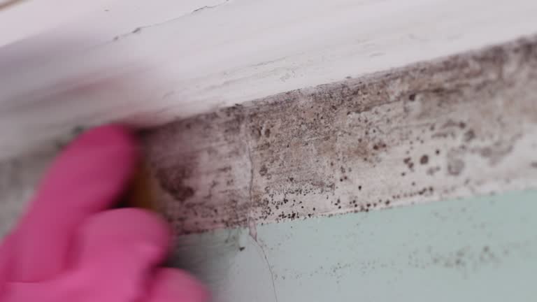 Best Attic Mold Removal  in Newcomerstown, OH